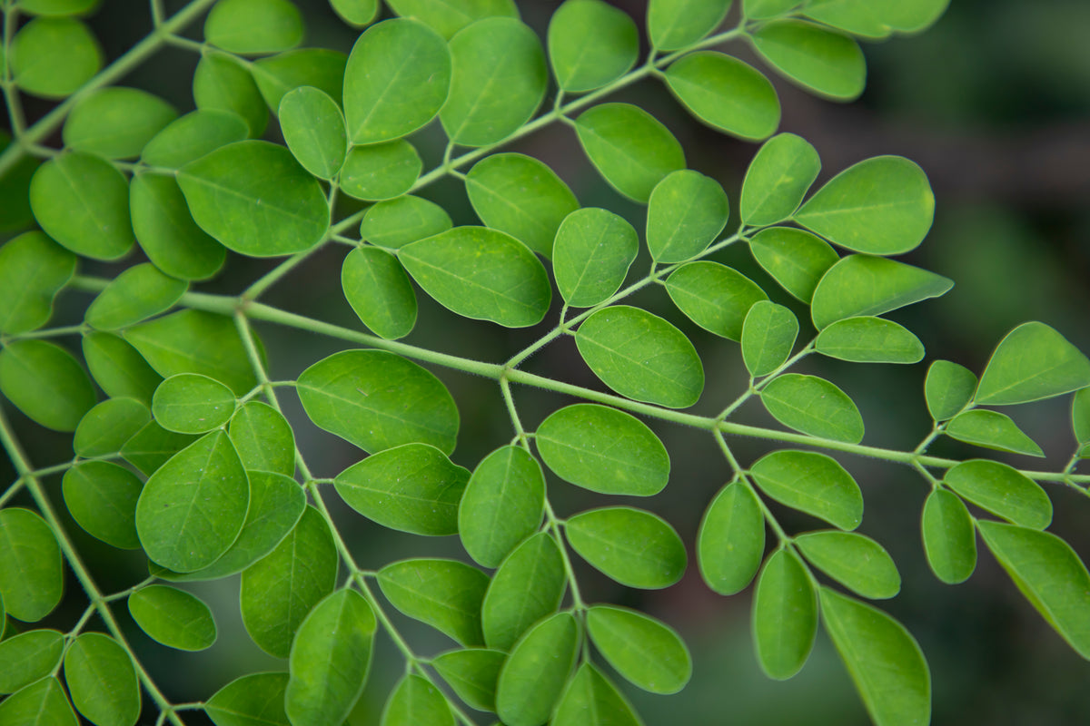 Moringa leaves
